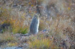 Image of Arctic ground squirrel