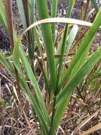 Image of giant wildrye
