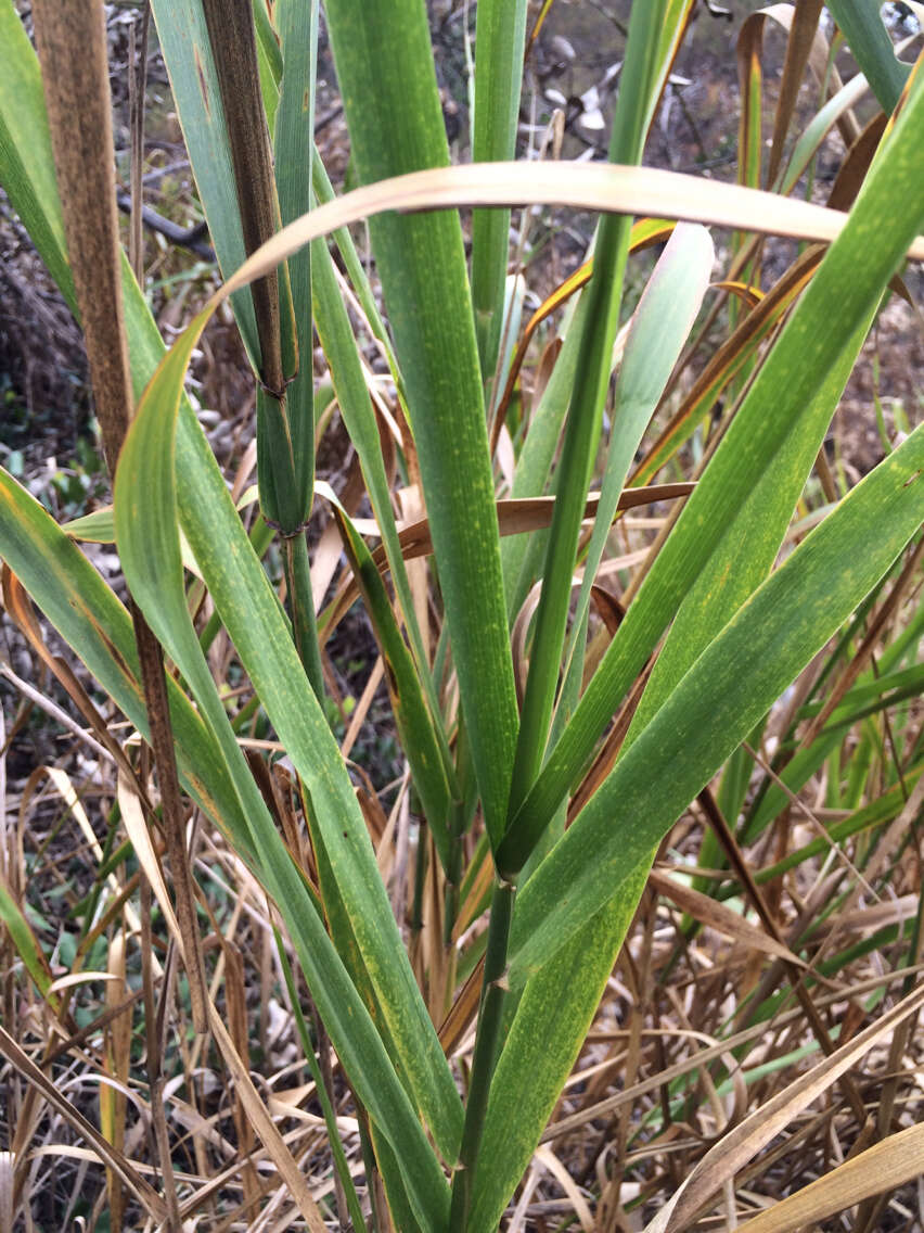 Image of giant wildrye