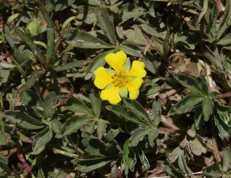 Слика од Potentilla wheeleri S. Wats.