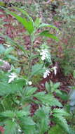 Image of Teucrium corymbosum R. Br.