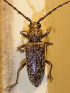 Image of Enaphalodes atomarius (Drury 1773)