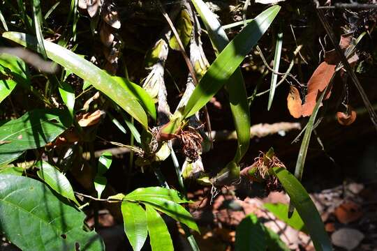 Image of Maxillaria densa Lindl.