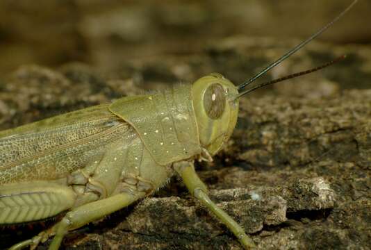 Image of Valanga irregularis (Walker & F. 1870)