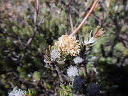 Image de Leucadendron nitidum Buek ex Meissn.