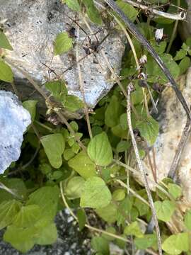 Image of Parietaria micrantha Ledeb.