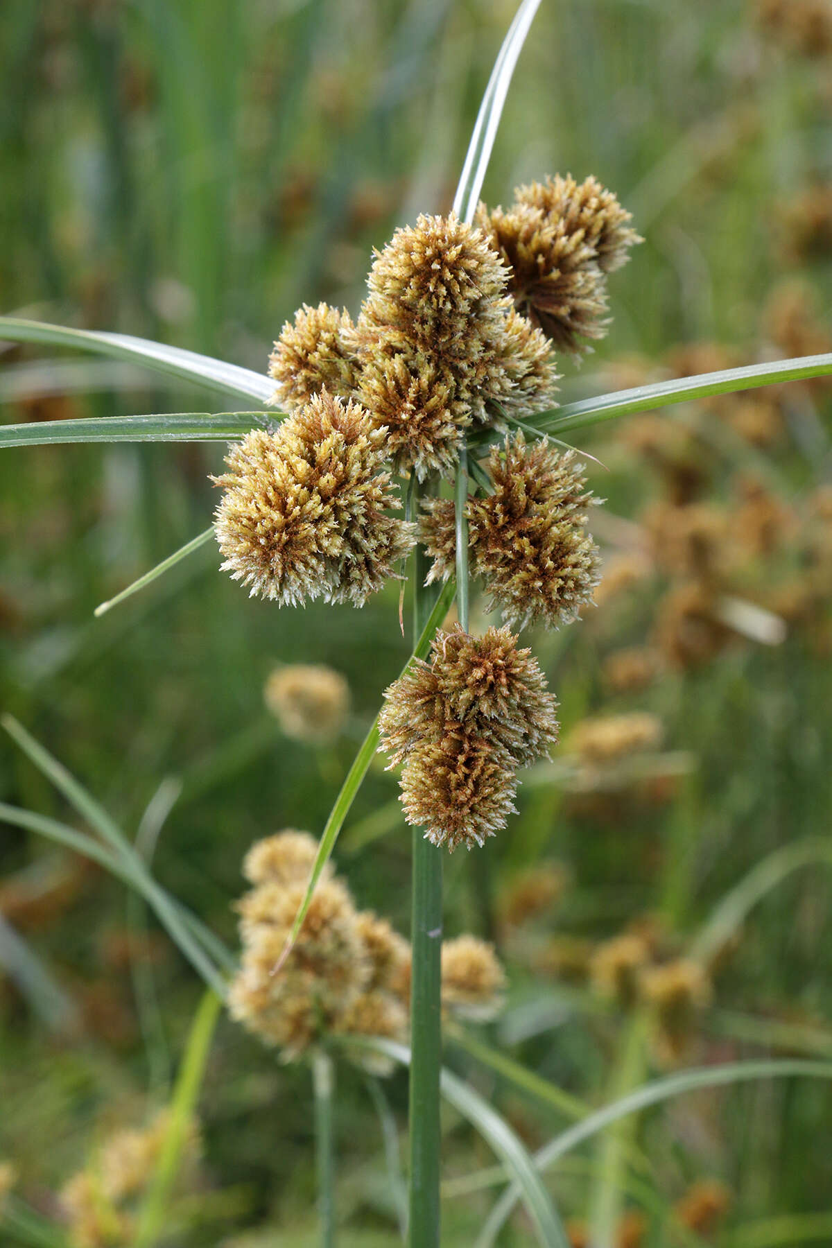 Image of Cyperus glomeratus L.