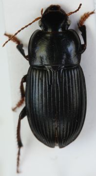 Image of <i><i>Harpalus</i></i> (Harpalus) <i>tardus</i> (Panzer 1796)