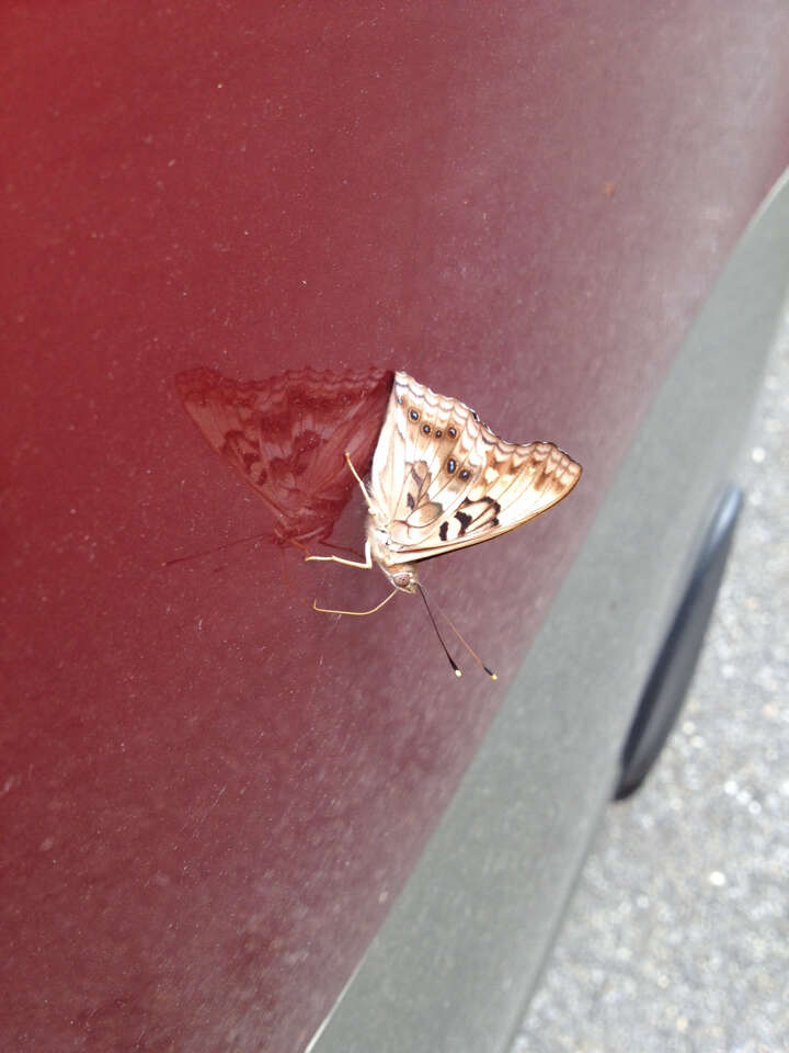 Image of Hackberry Emperor