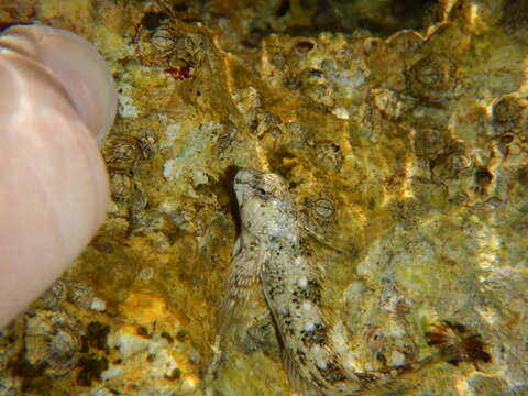 Image de Coryphoblennius