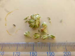 Image of Shortleaf Blombush