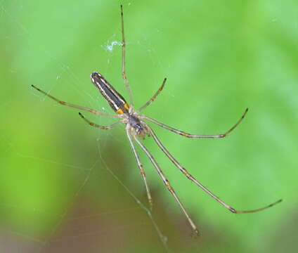 Image de Tetragnatha extensa (Linnaeus 1758)