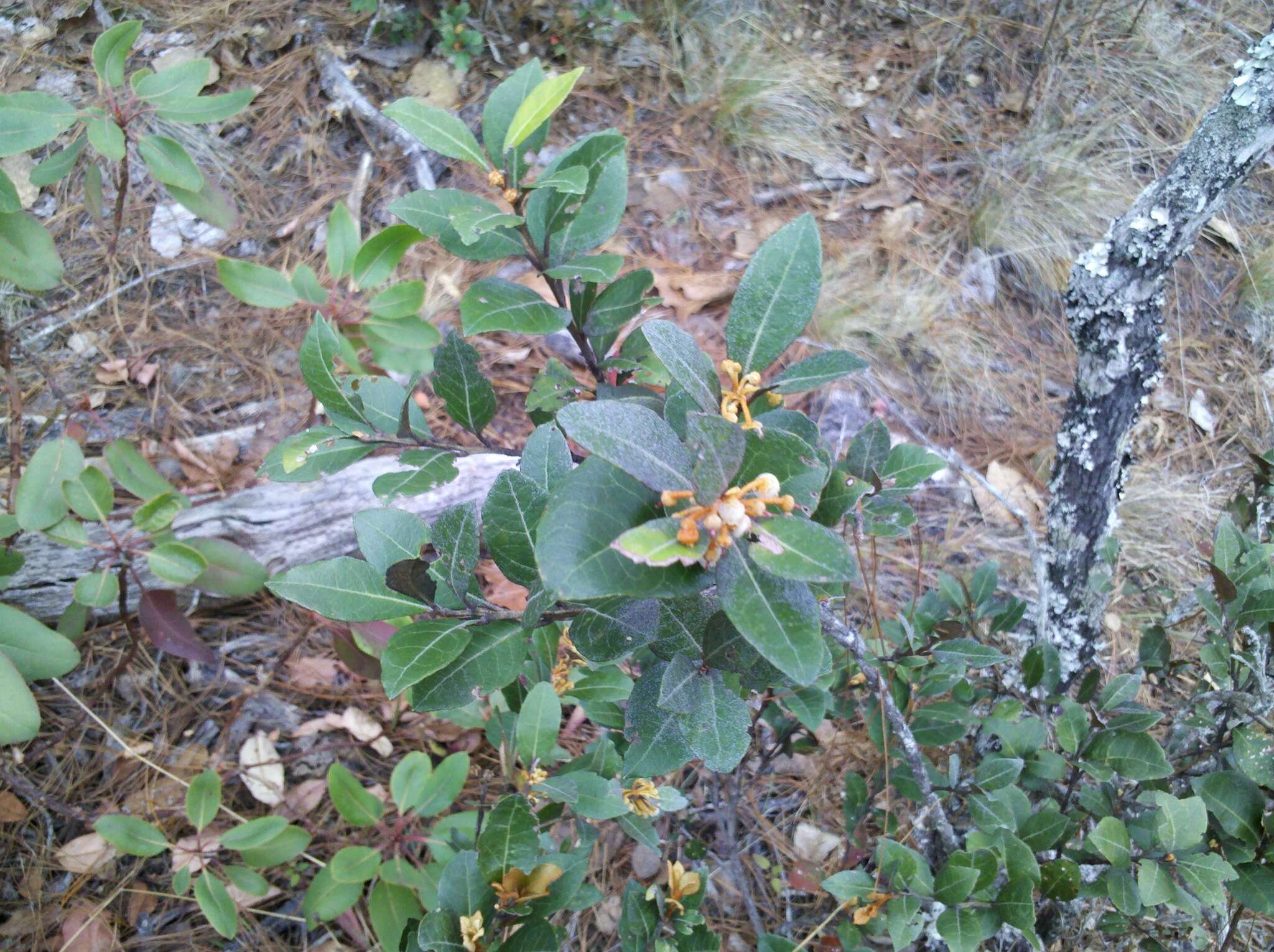 Image of Lyonia squamulosa Mart. & Gal.