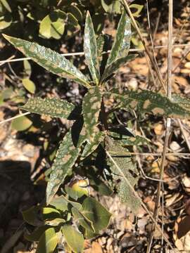 Plancia ëd Trimmatostroma eriodictyonis (Dearn. & Barthol.) M. B. Ellis 1976