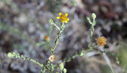 Image of sessileflower false goldenaster