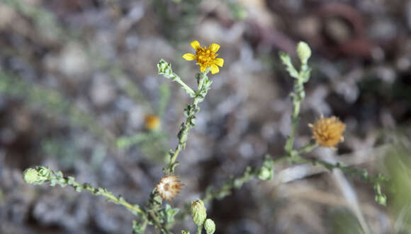 Image of sessileflower false goldenaster