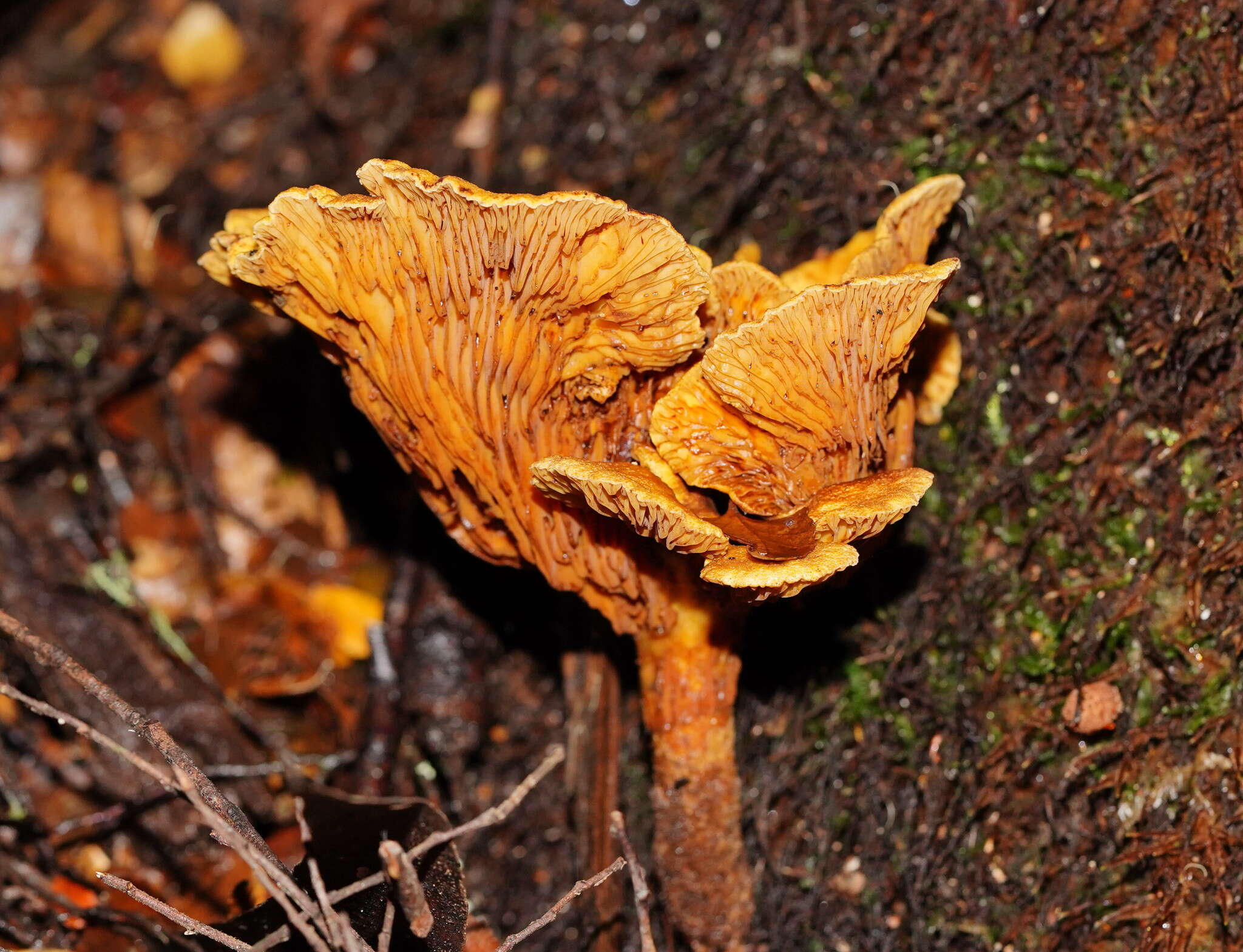 Plancia ëd Austropaxillus infundibuliformis (Cleland) Bresinsky & Jarosch 1999