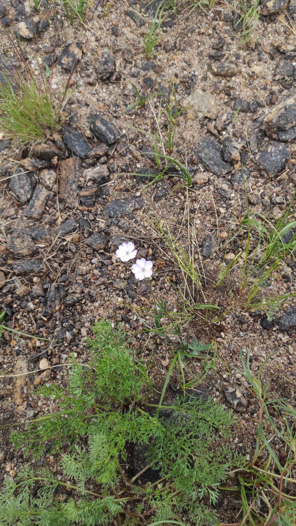 Image of Silene linnaeana V. N. Voroschilov