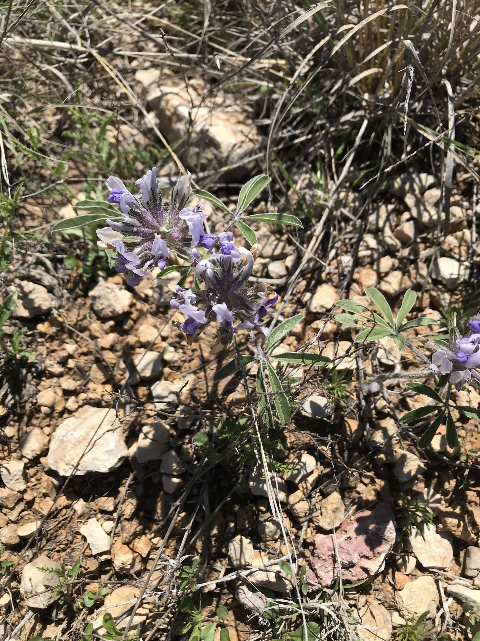 Imagem de Psoralea latestipulata Shinners