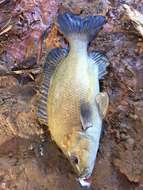 Image of Black bream