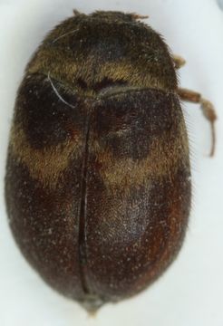 Image of <i>Attagenus woodroffei</i> Halstead & Green 1979