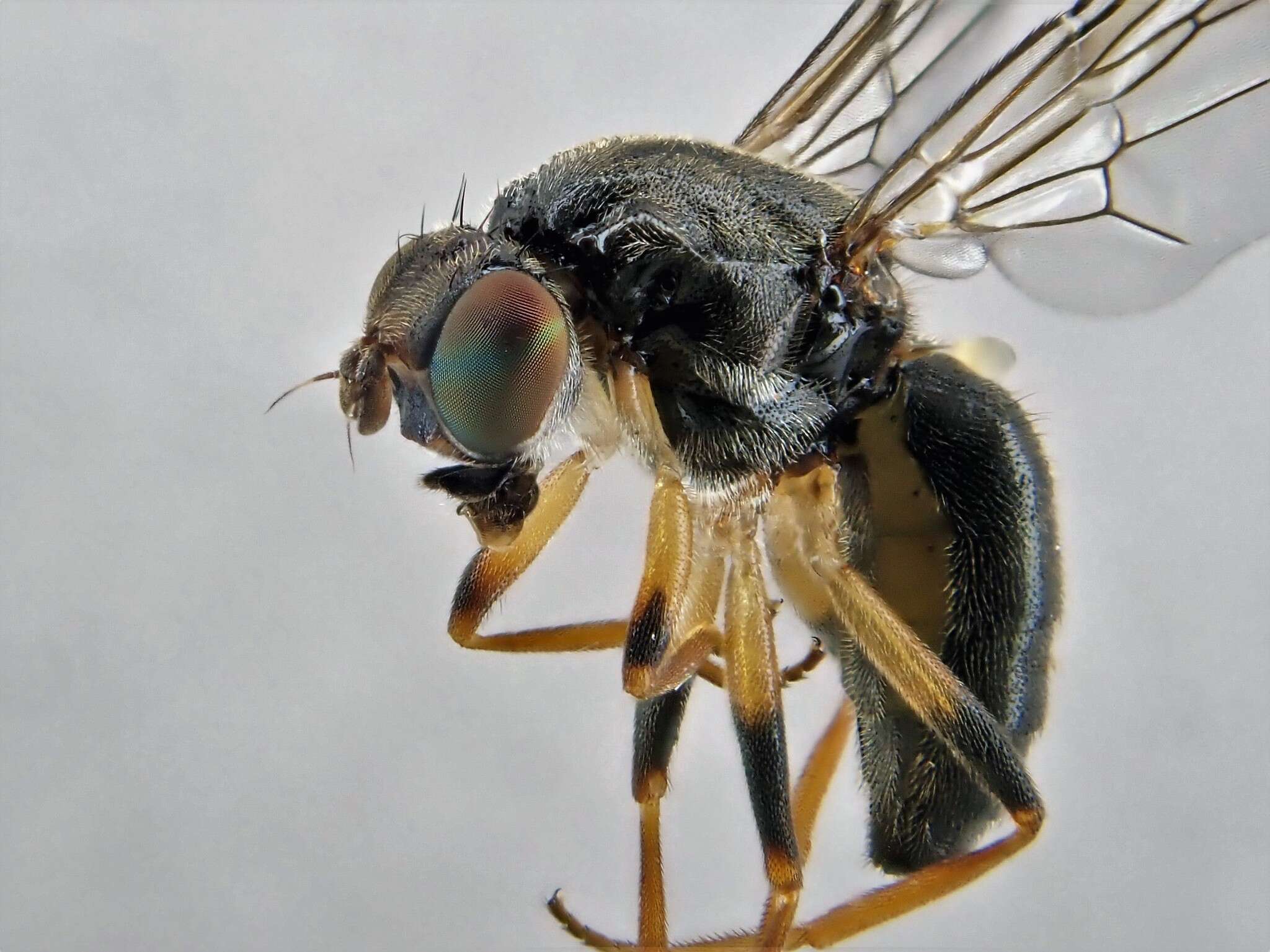 Image of Chyliza annulipes Macquart 1835