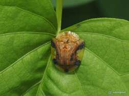 Image of Laccoptera (Laccopteroidea) nepalensis Boheman 1855