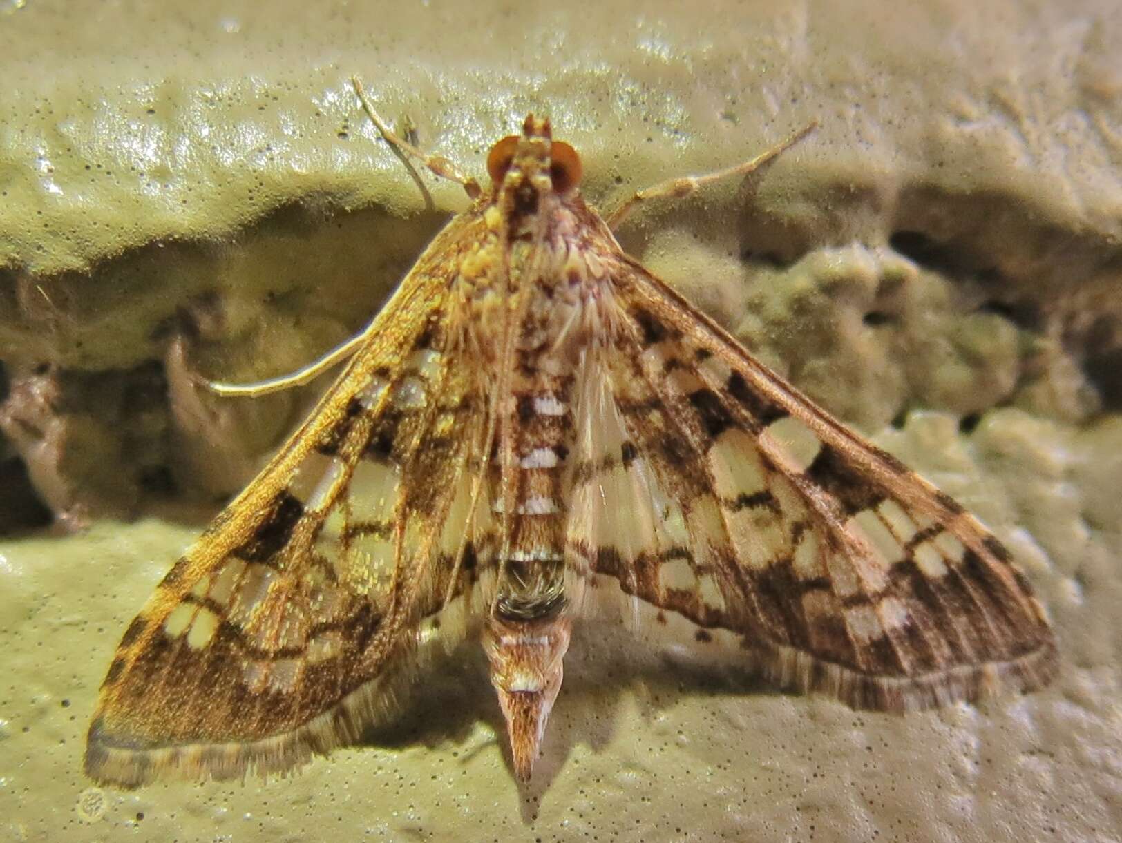 Image of Assembly Moth