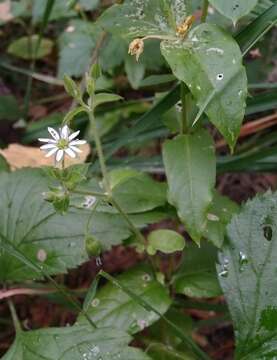 Image of Stellaria bungeana Fenzl