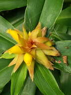 Image of Costus comosus var. bakeri (K. Schum.) Maas