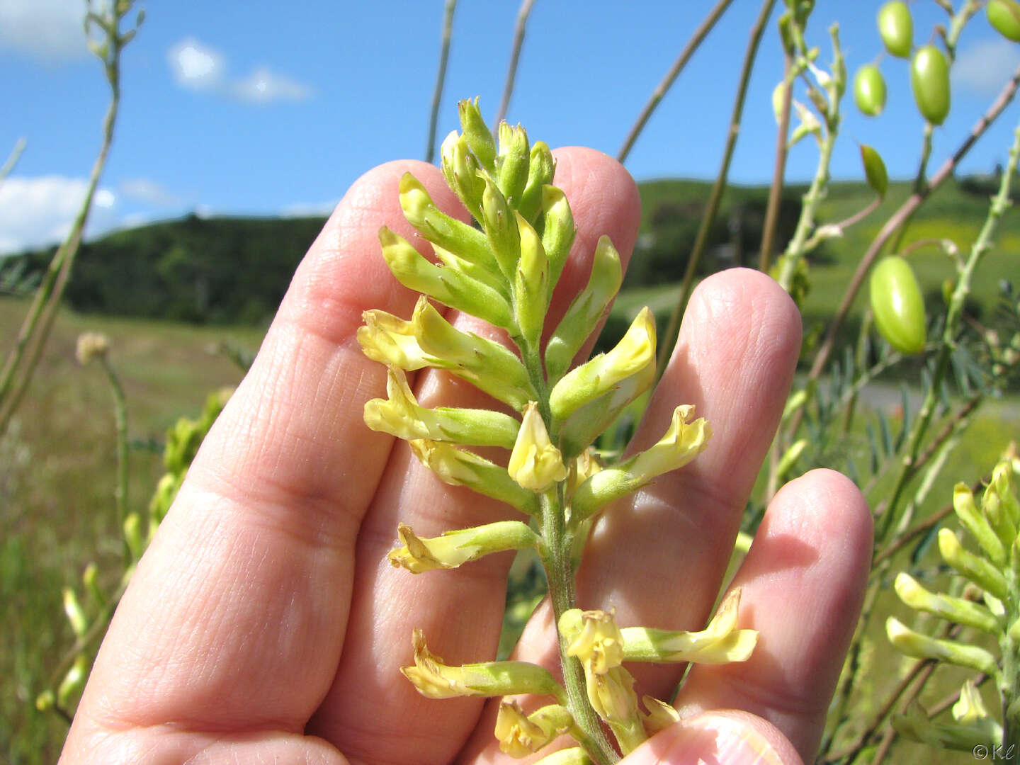 Imagem de Astragalus asymmetricus Sheldon