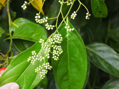 Image of Cordia lucidula I. M. Johnst.