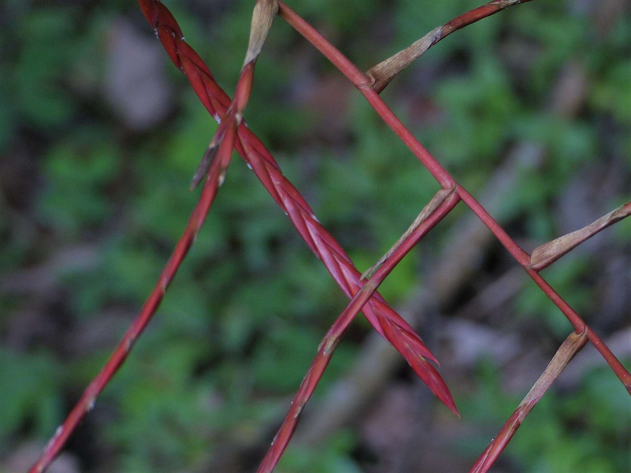 Image of Tillandsia elongata Kunth