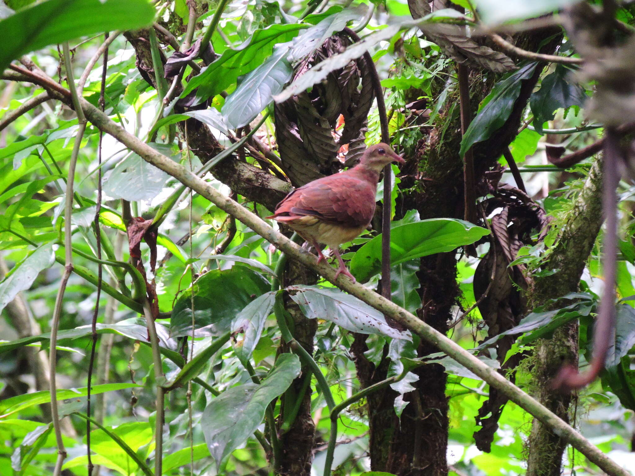 Image of Ruddy Quail-Dove