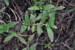 Sivun Persicaria prostrata (R. Br.) Sojak kuva