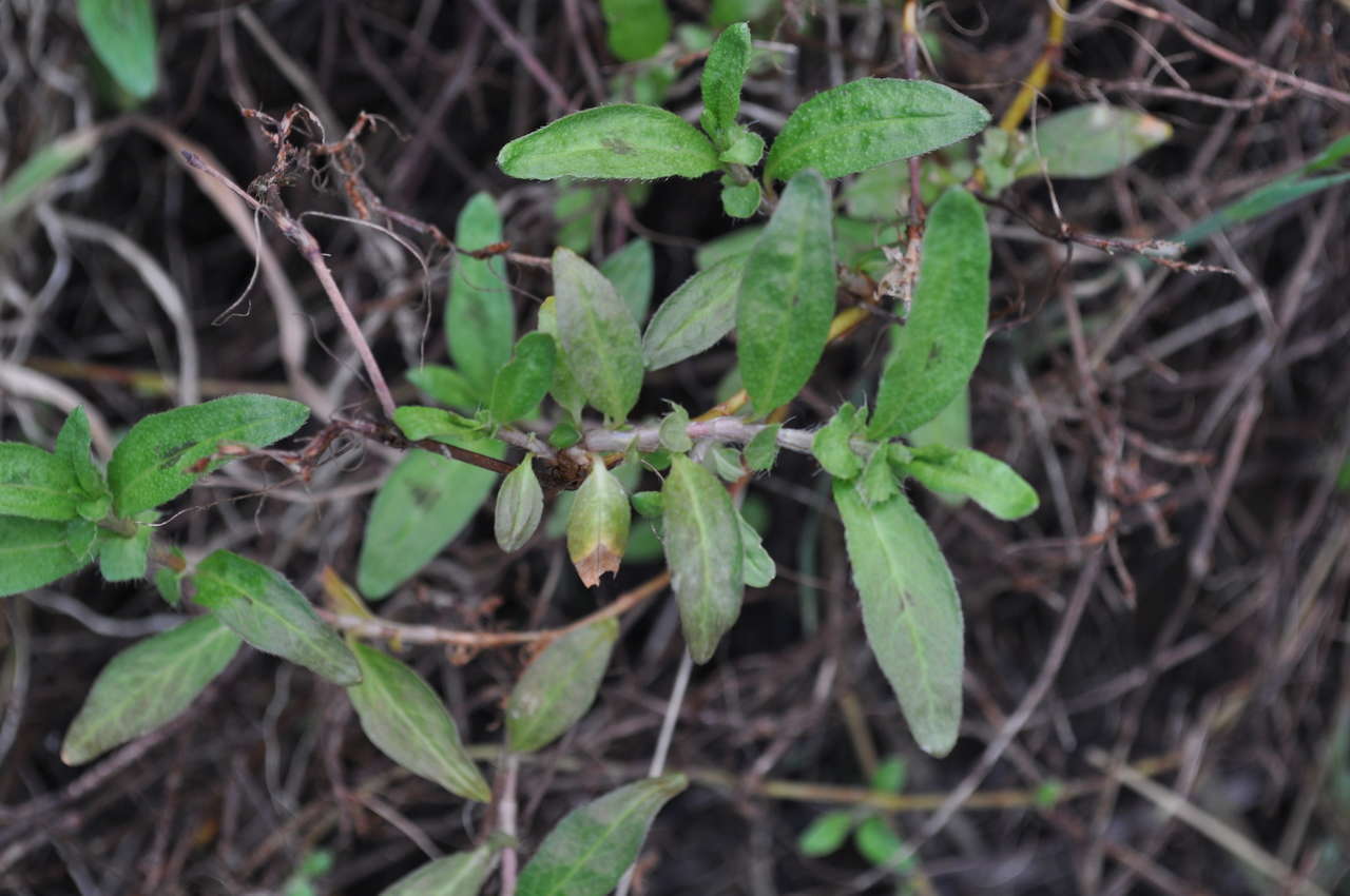 Sivun Persicaria prostrata (R. Br.) Sojak kuva