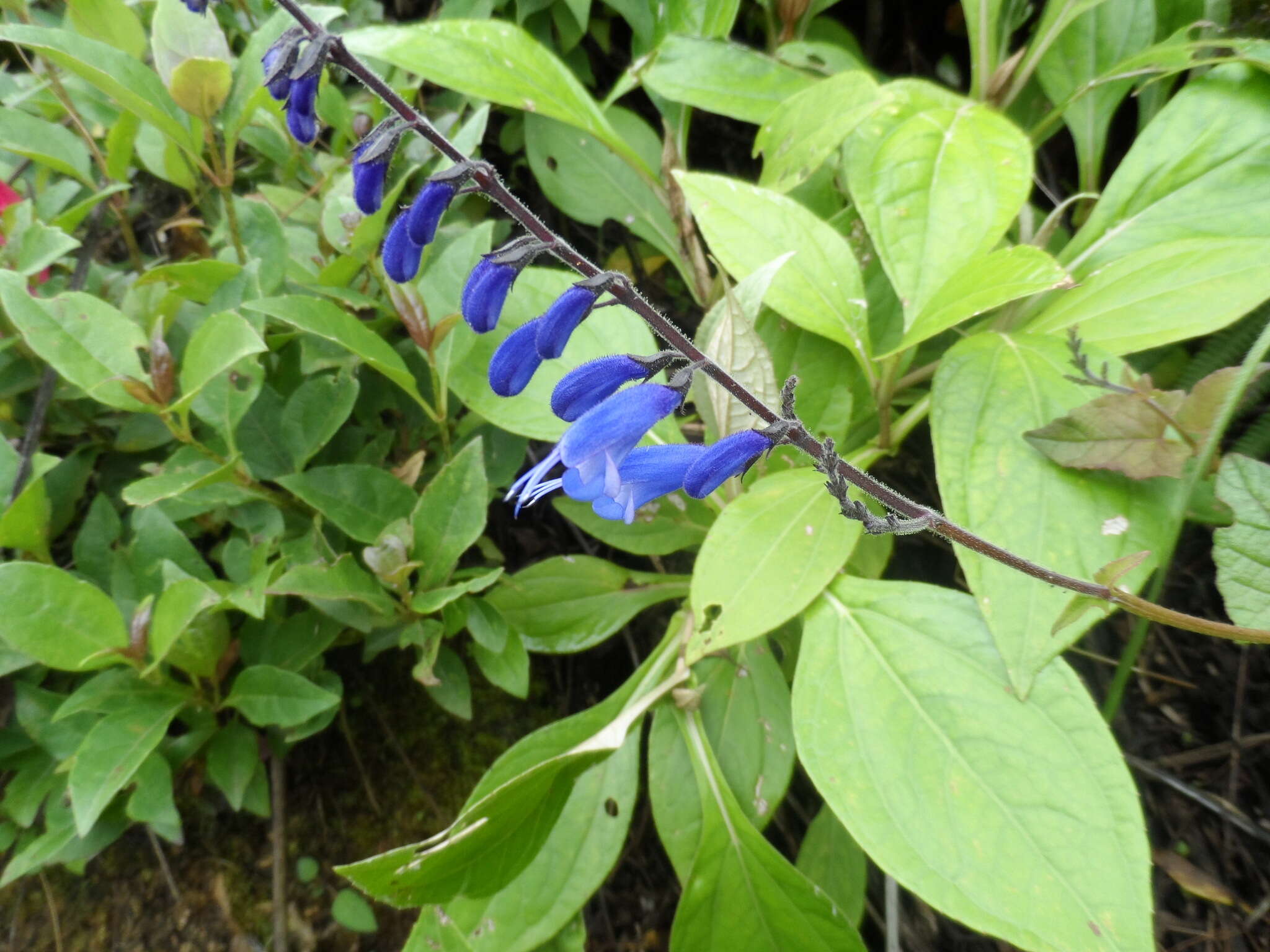 Image of Salvia cacaliifolia Benth.