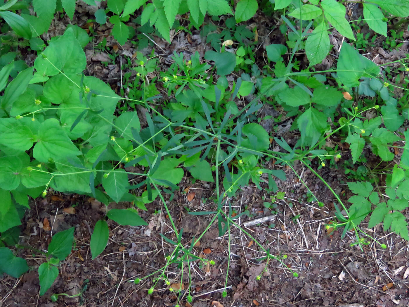 Image de Ranunculus allegheniensis Britton.