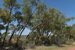 Image of Eucalyptus similis Maiden