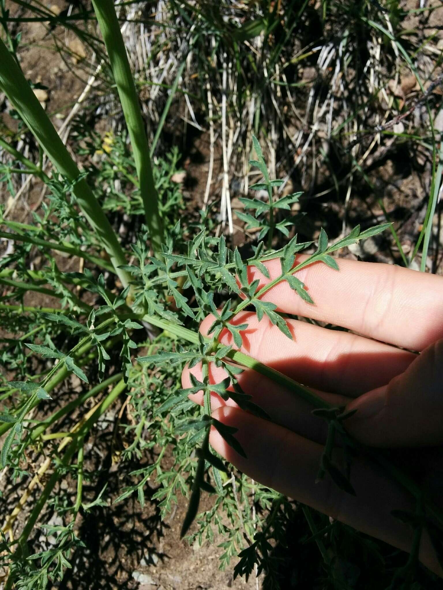 Image of Swamp Whiteheads