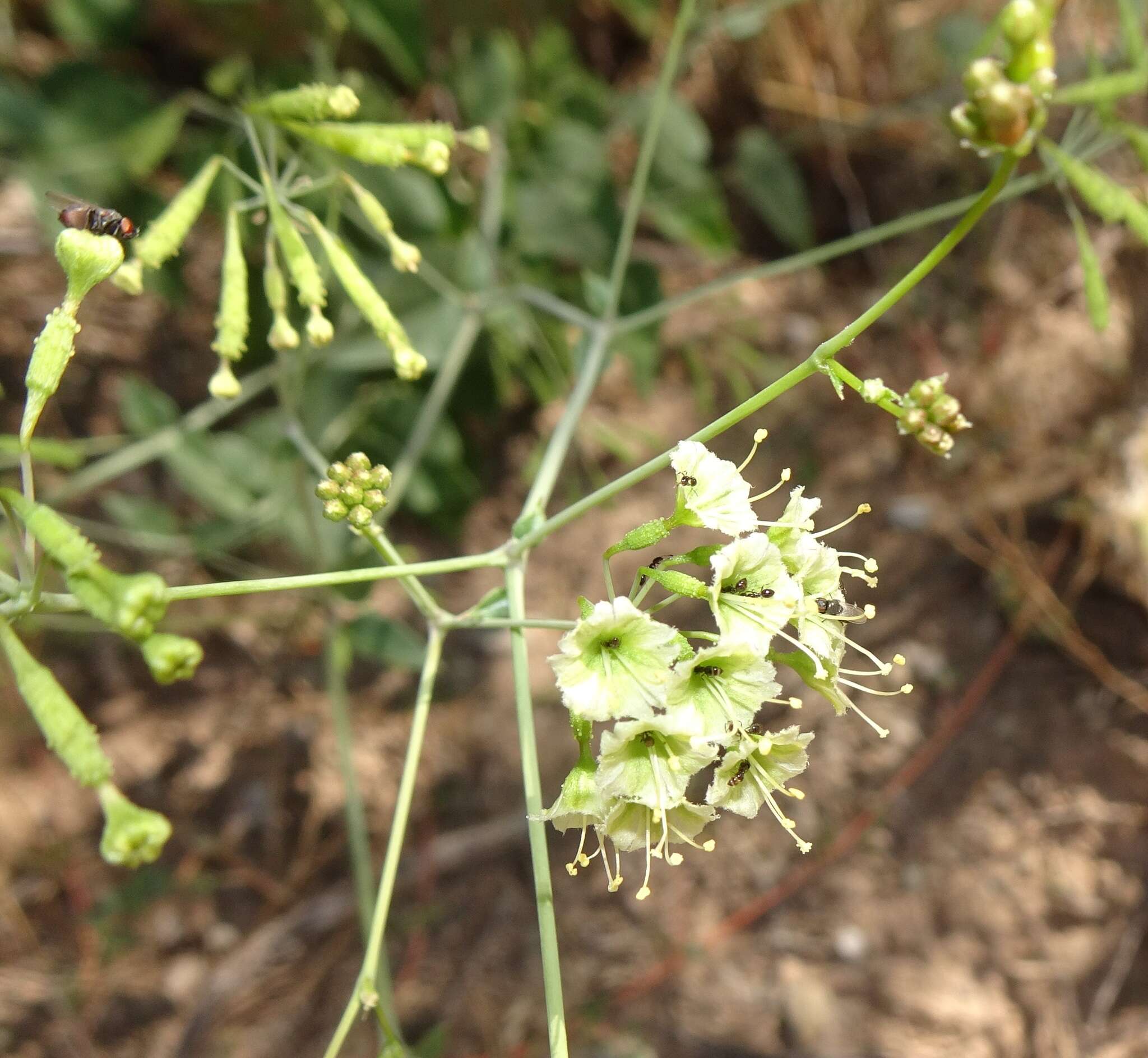 Image of Commicarpus scandens (L.) Standl.