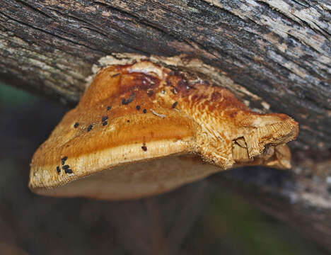 Image of Perenniporia ochroleuca (Berk.) Ryvarden 1972