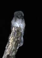 Image of Great Potoo