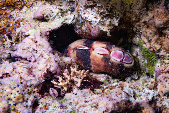 Image of Burrow's chiton