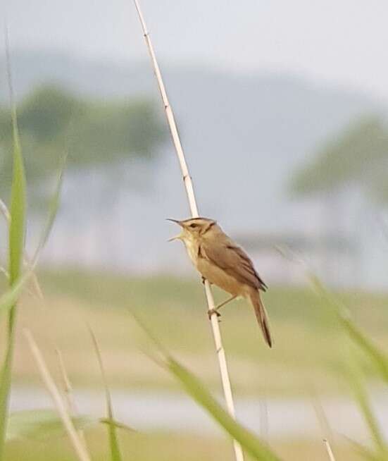 Image of Oriental Reed Warbler