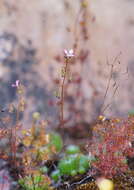 Image of Stylidium soboliferum F. Müll.