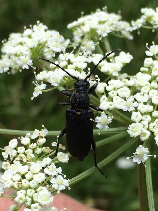 Imagem de Stictoleptura scutellata (Fabricius 1781)