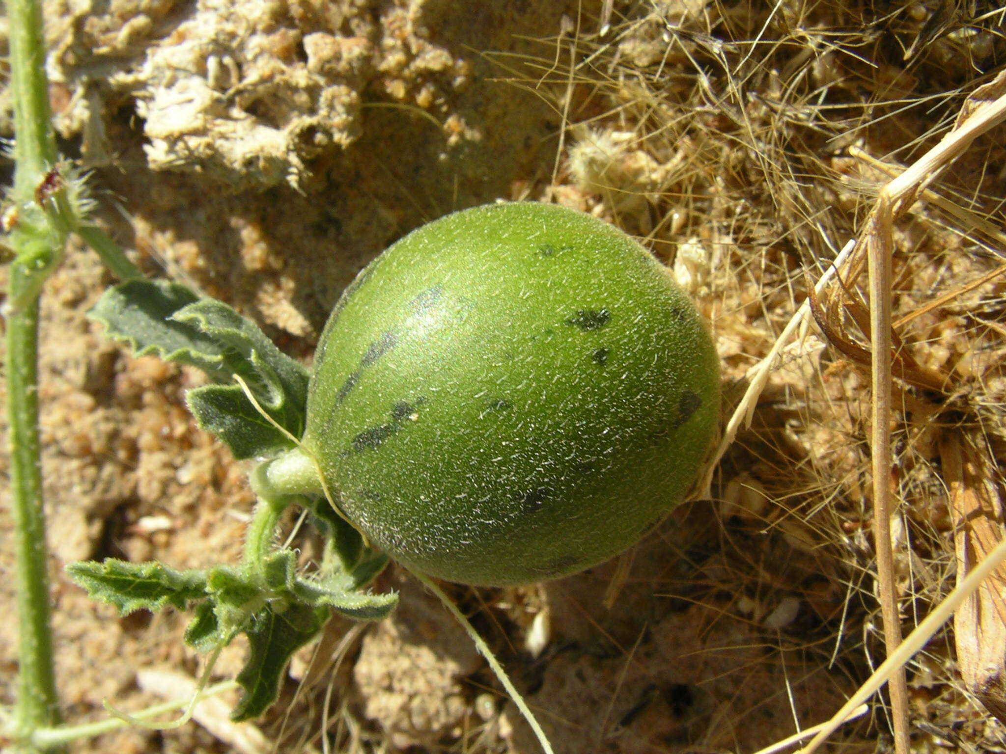 Image of Cucumis melo var. agrestis Naudin