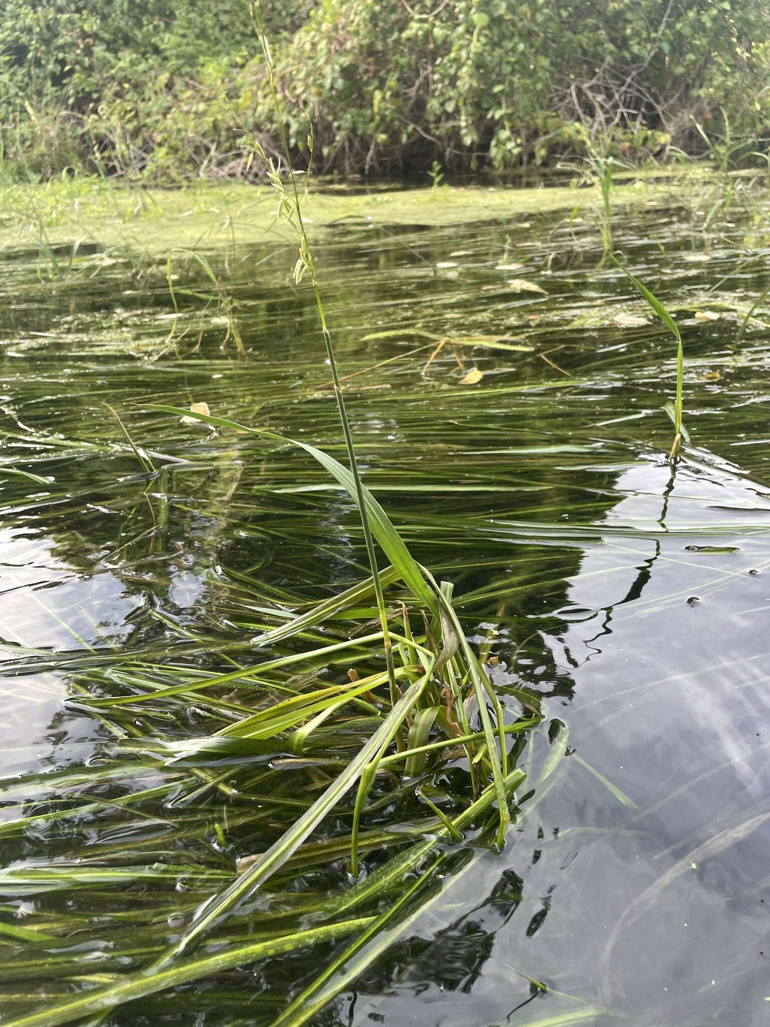 Image of Texas Wild Rice