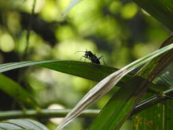 Image of Cicindela (Calochroa) assamensis Parry 1844